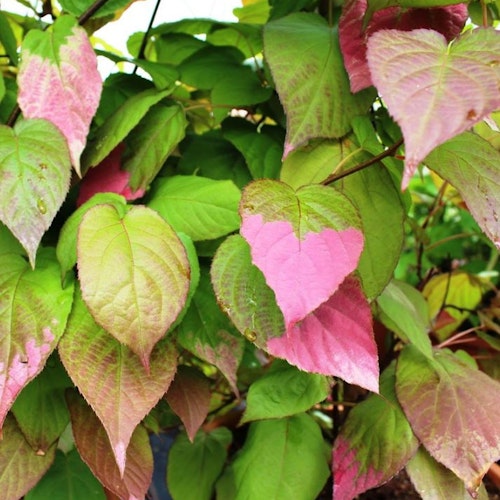 Kameleonbuske ´Adam´-Actinidia kolomikta `Adam´