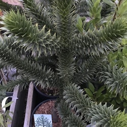 Brödgran-Araucaria  araucana