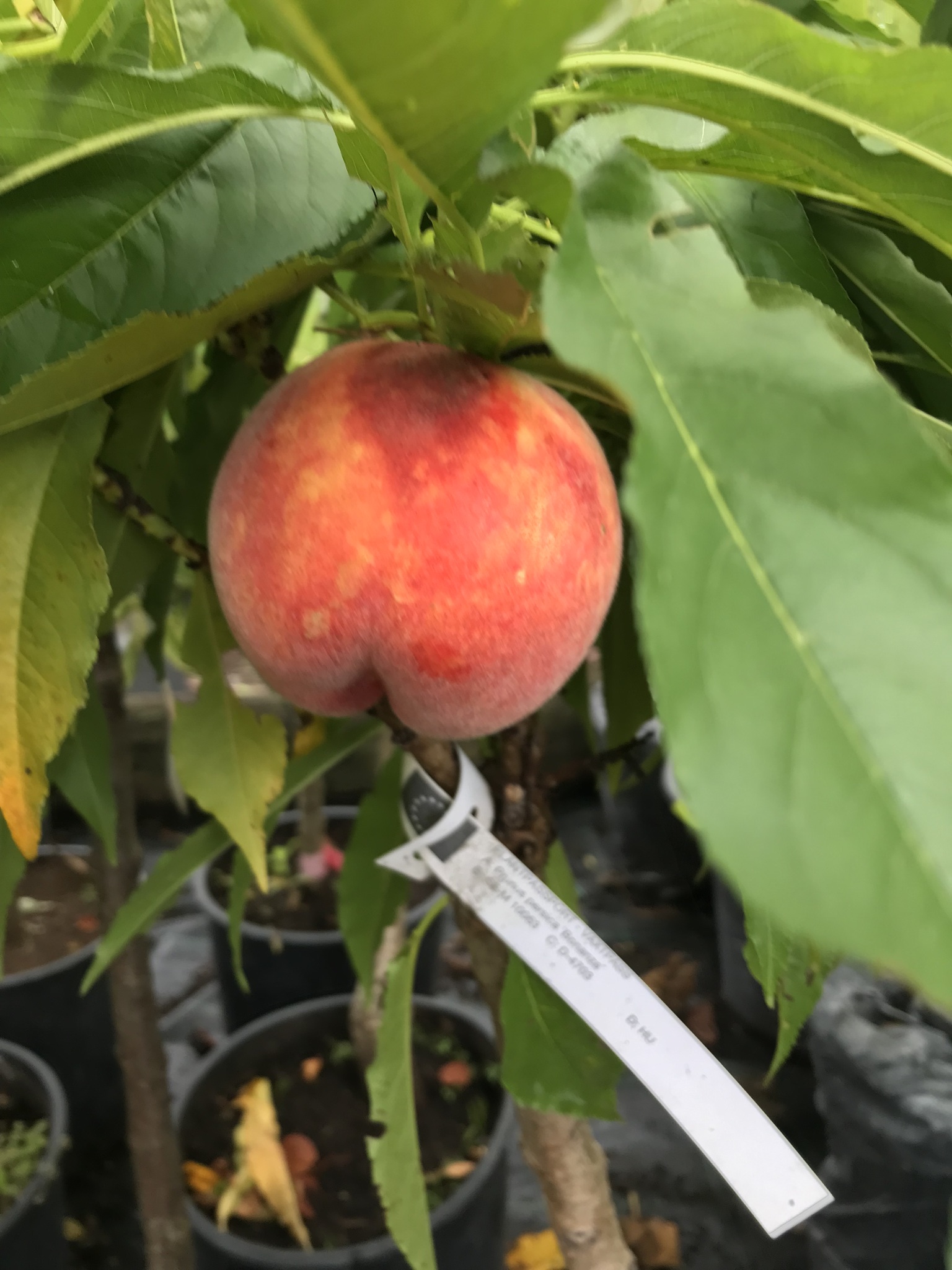 Dvärg persikoträd `Bonanza´-  Prunus persica `Bonanza´