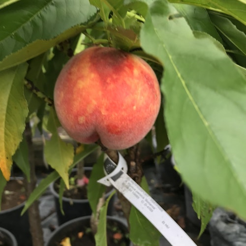 Dvärg persikoträd `Bonanza´-  Prunus persica `Bonanza´
