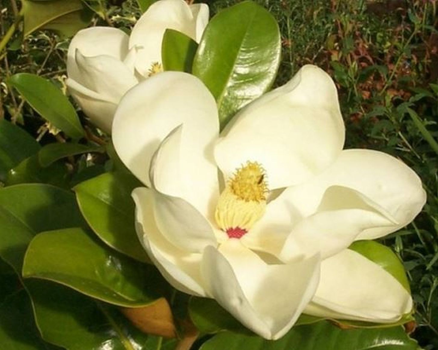 Kungsmagnolia - Magnolia  grandiflora ` Edith Bogue´
