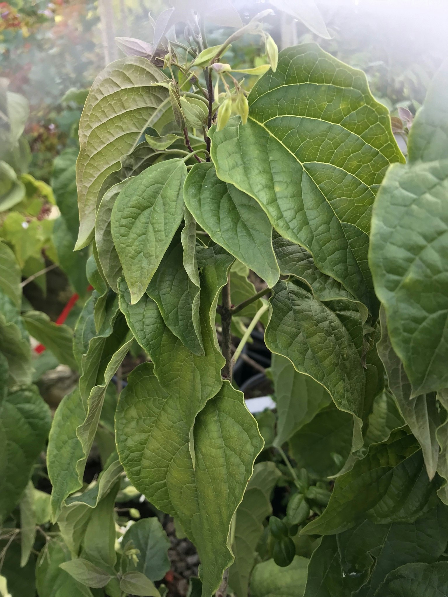 Frilandsklerodendrum – Clerodendrum tichotomum ´Fargessi