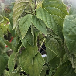 Frilandsklerodendrum – Clerodendrum tichotomum ´Fargessi