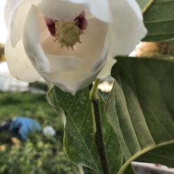 Buskmagnolia - Magnolia sieboldi