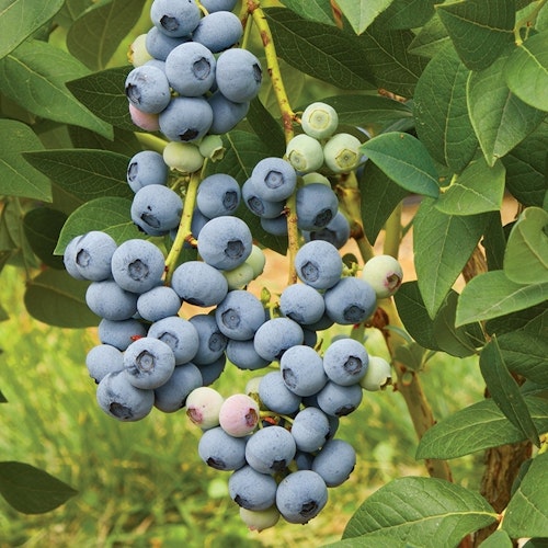 Amerikansk blåbär `Calypso´ – Vaccinium corymbosum `Calypso `
