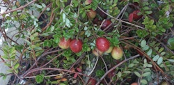 Amerikansk tranbär `Hoves - Vaccinium macrocarpon `Hoves´