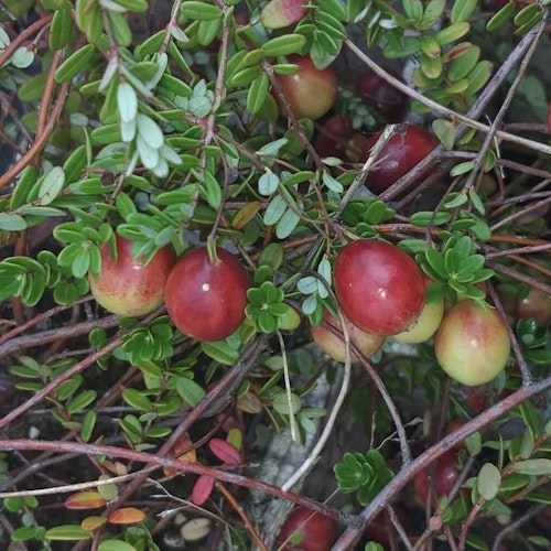 Amerikansk tranbär `Hoves - Vaccinium macrocarpon `Hoves´