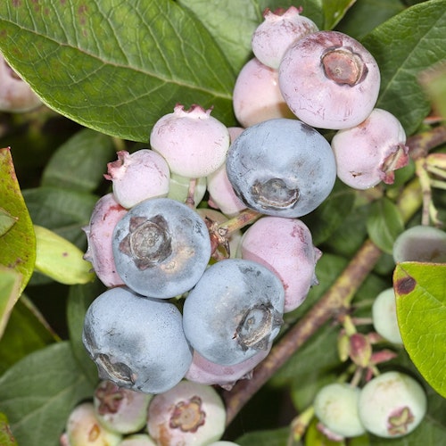Amerikansk blåbär `Aurora´– Vaccinium corymbosum `Aurora `