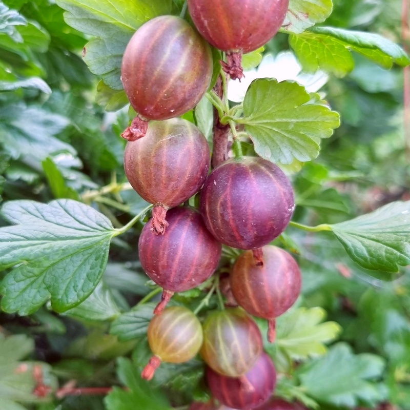 Rödkrusbär - Ribes uva-crispa  `Captivator´