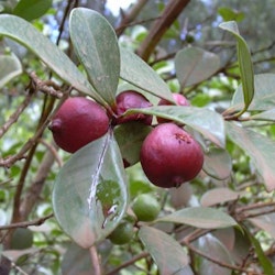 Smultronguava - Psidium cattleianum