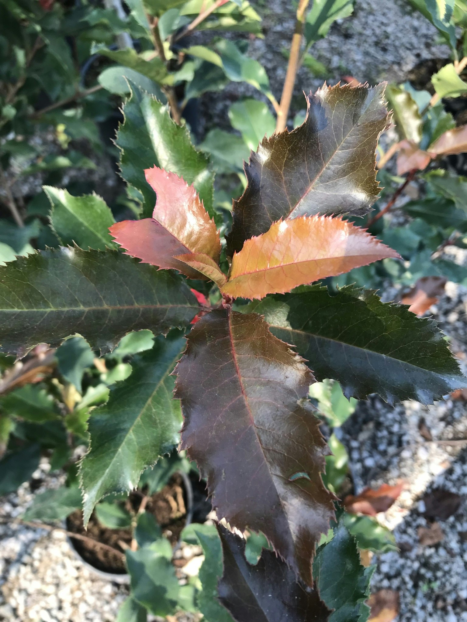 Glansmispel - Photinia fraseri 'Magical Vulcano'