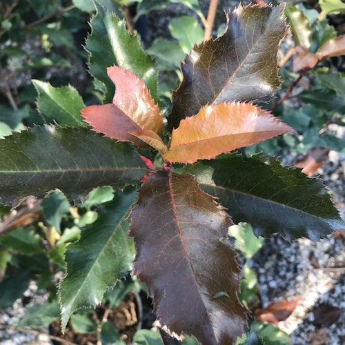 Glansmispel - Photinia fraseri 'Magical Vulcano'