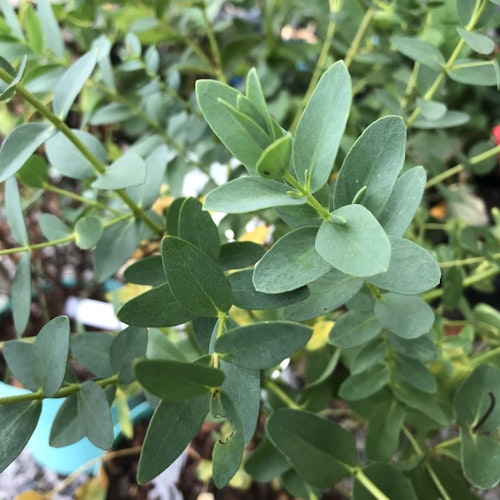Spädeukalyptus - Eucalyptus parvula