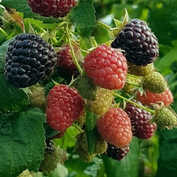 Svart-lila hallon   `Heban´ -  Rubus X `Heban´