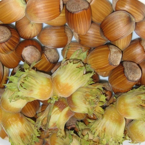 Storfruktig  hassel `Cosford`-Corylus avellana´Cosford ´