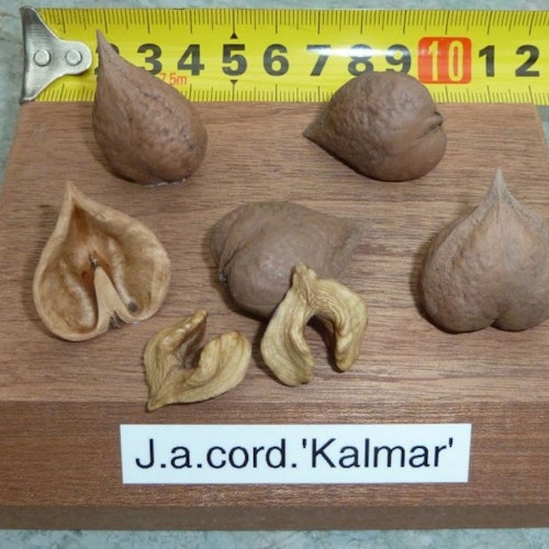 Juglans ailantifolia cord.'Kalmar'