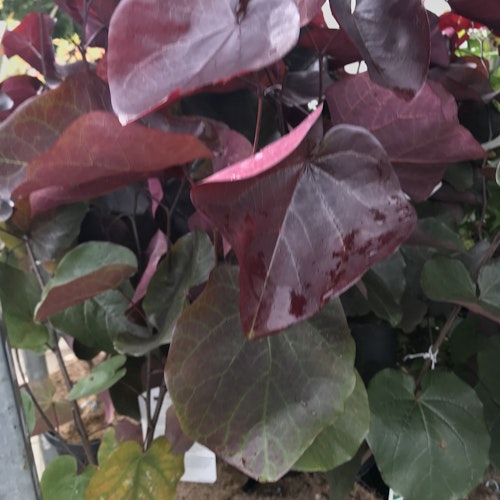 Judasträd `Merlot´ - Cercis canadensis ´Merlot´