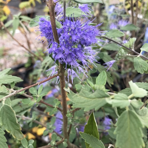 Skäggbuske  `Kew Blue´ - Caryopteris clandonensis `Kew Blue´