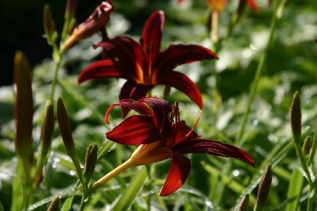 Daglilja 'Crimson Pirate' - Hemerocallis  'Crimson Pirate'