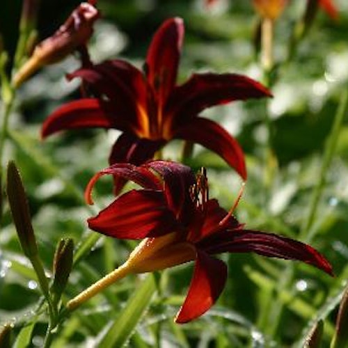 Daglilja 'Crimson Pirate' - Hemerocallis  'Crimson Pirate'