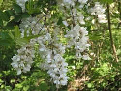 Falsk akacia - Robinia pseudoacacia 'Coluteoides'