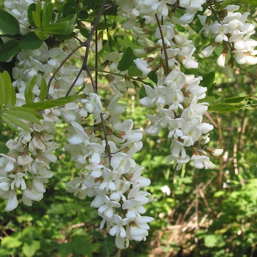 Falsk akacia - Robinia pseudoacacia 'Coluteoides'