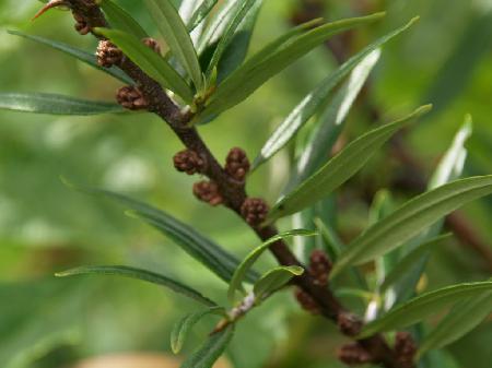 Havtorn`Polmix 1´ (Hanplanta)- Hippophae  rhamnoides`Polmix 1´