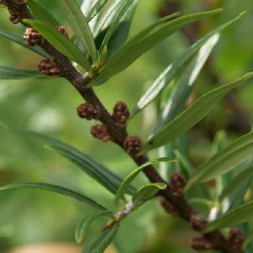 Havtorn`Polmix 1´ (Hanplanta)- Hippophae  rhamnoides`Polmix 1´