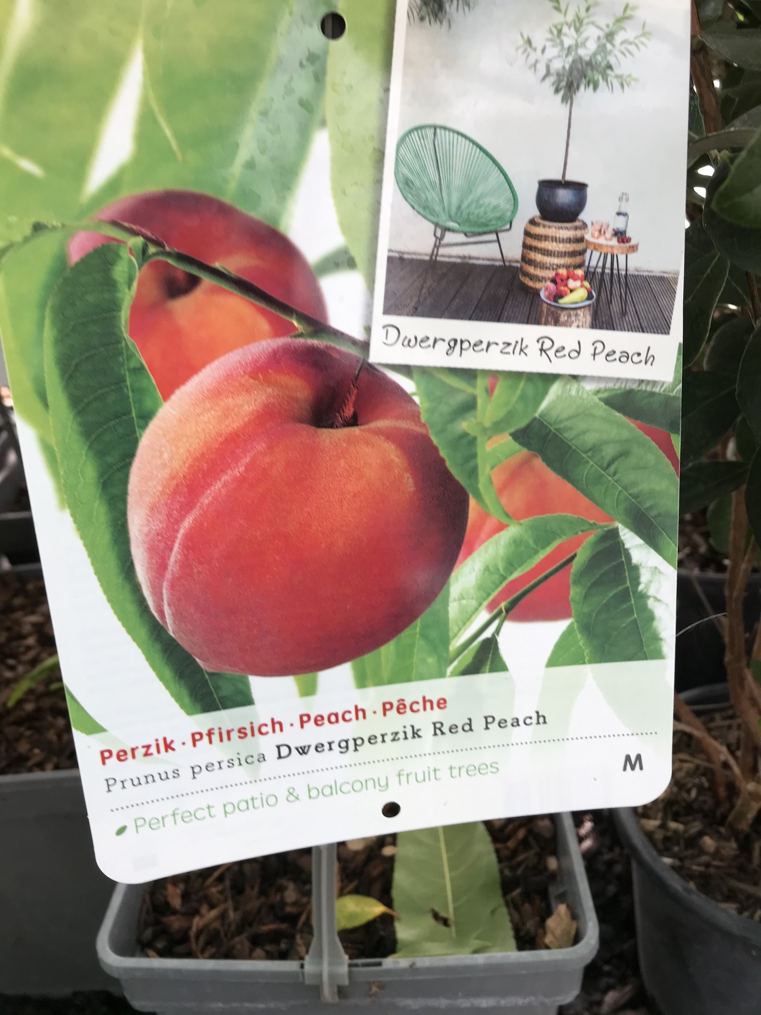 Persikoträd  'Red Peachy' - Prunus    persica  'Red Peachy'