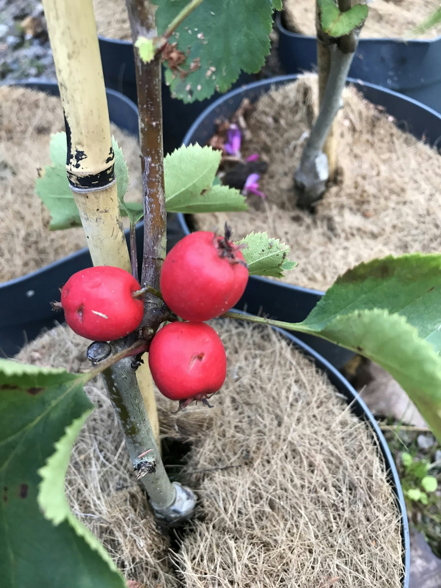 Amerikansk hagtorn `Fire Ball´ - Crataegus  ellwangeriana `Fire Ball´