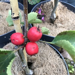 Amerikansk hagtorn `Fire Ball´ - Crataegus  ellwangeriana `Fire Ball´