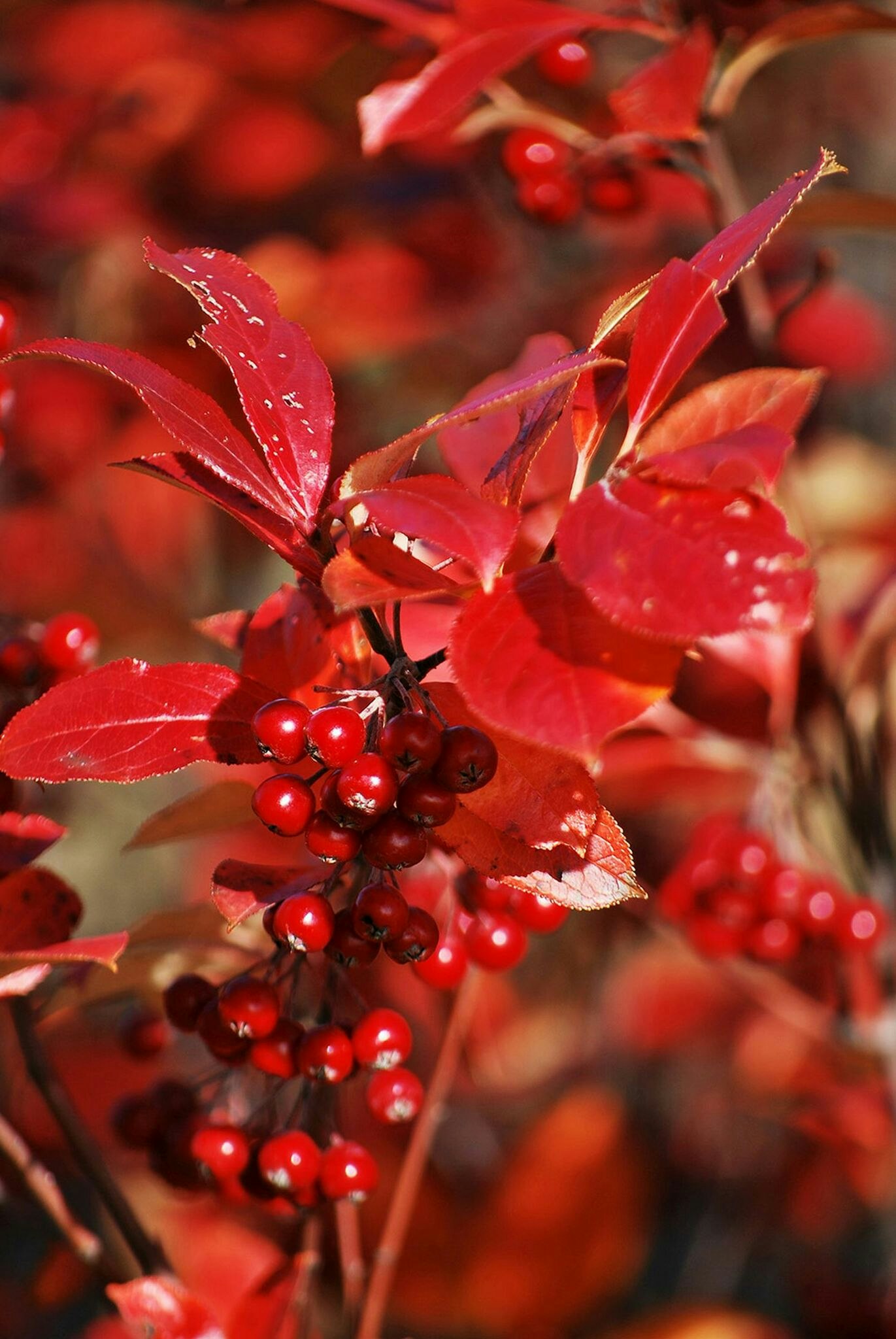 Röd aronia – Aronia arbutifolia ’Brilliant´