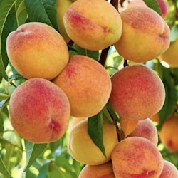 Persikoträd  `Frost´- Prunus persica `Frost´