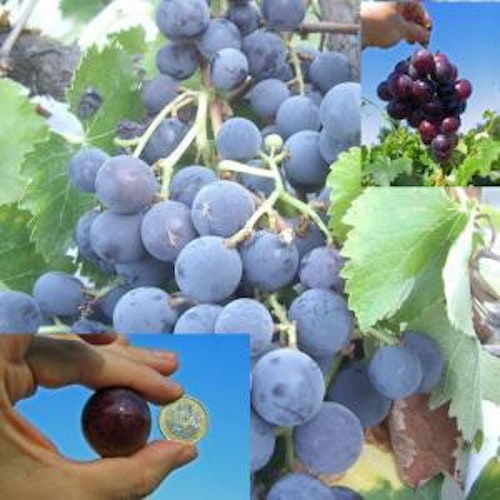 Vinranka `Koyho Botrus´ .- Vitis vinifera `Koyho Botrus´