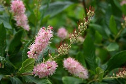 Clethra alnifolia 'Ruby Spice'