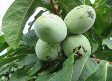 Asimina triloba `Prima 1216´