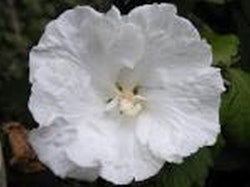 Hibiscus syriacus 'William R. Smith'