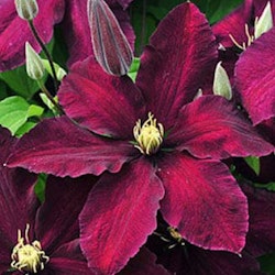 Clematis `Niobe´