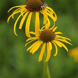 Gul  läkerudbeckia -Echinacea paradoxa