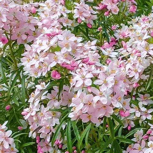 Santpatrikbuske `Apple Blossom´ - Choisya ternata `Apple Blossom´