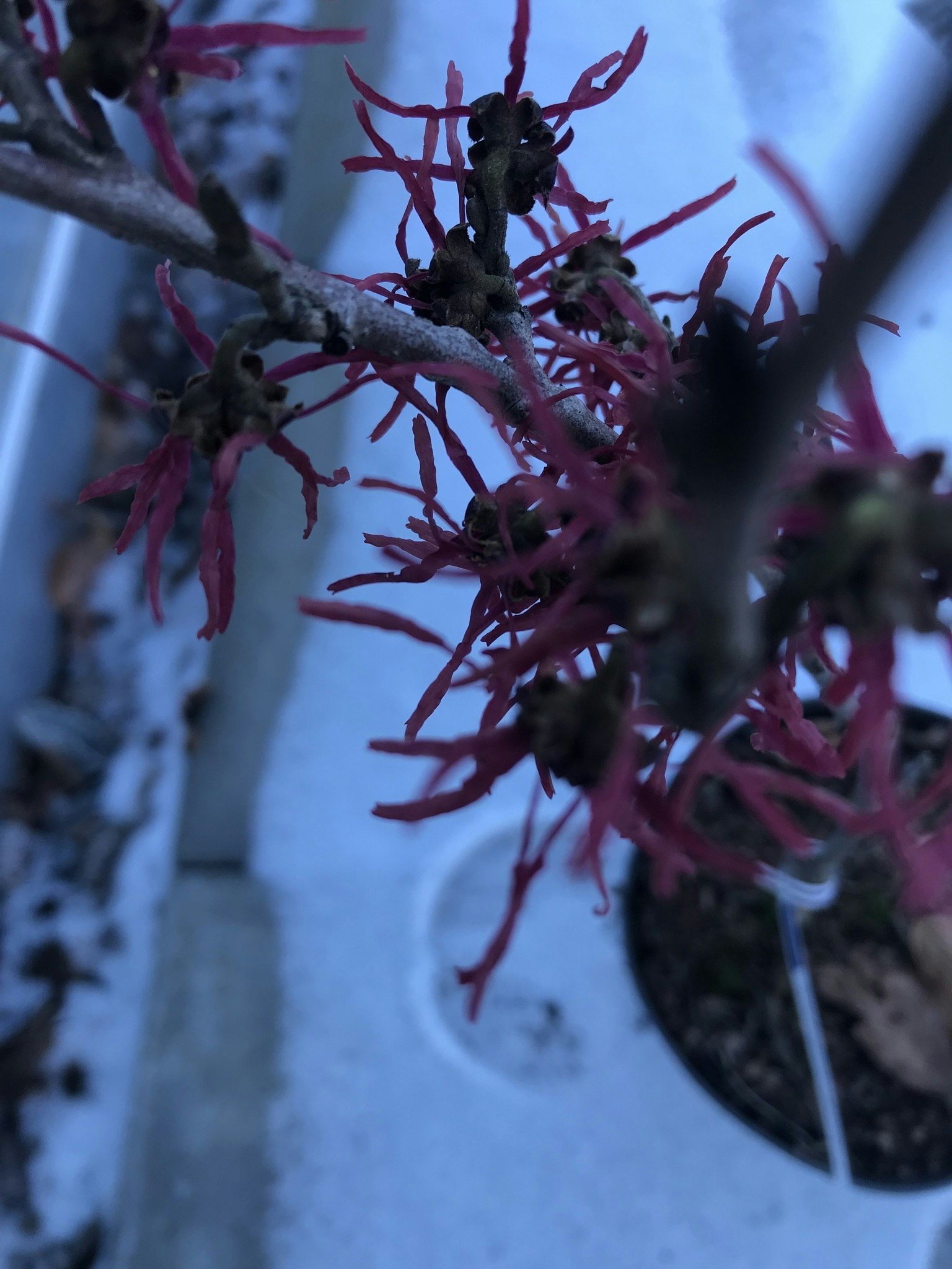 Hamamelis intermedia 'Livia'