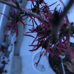 Hamamelis intermedia 'Livia'