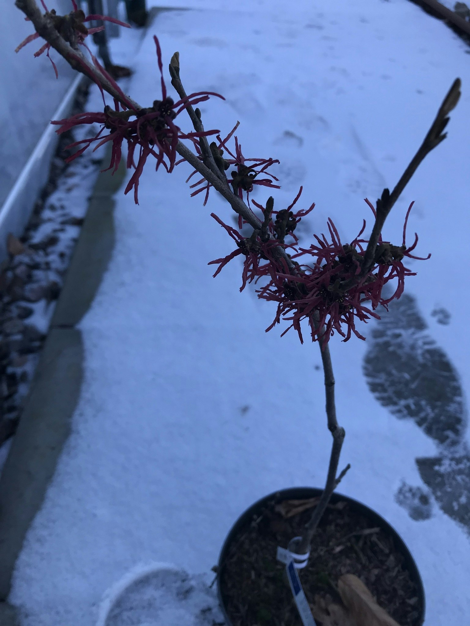 Hamamelis intermedia 'Livia'