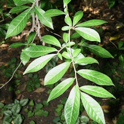 Orixa japonica