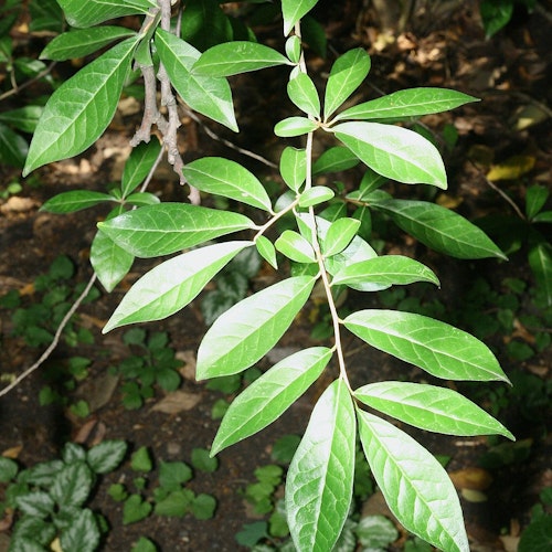 Orixa japonica