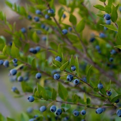 Europisk blåbär -Vaccinium myrtillus