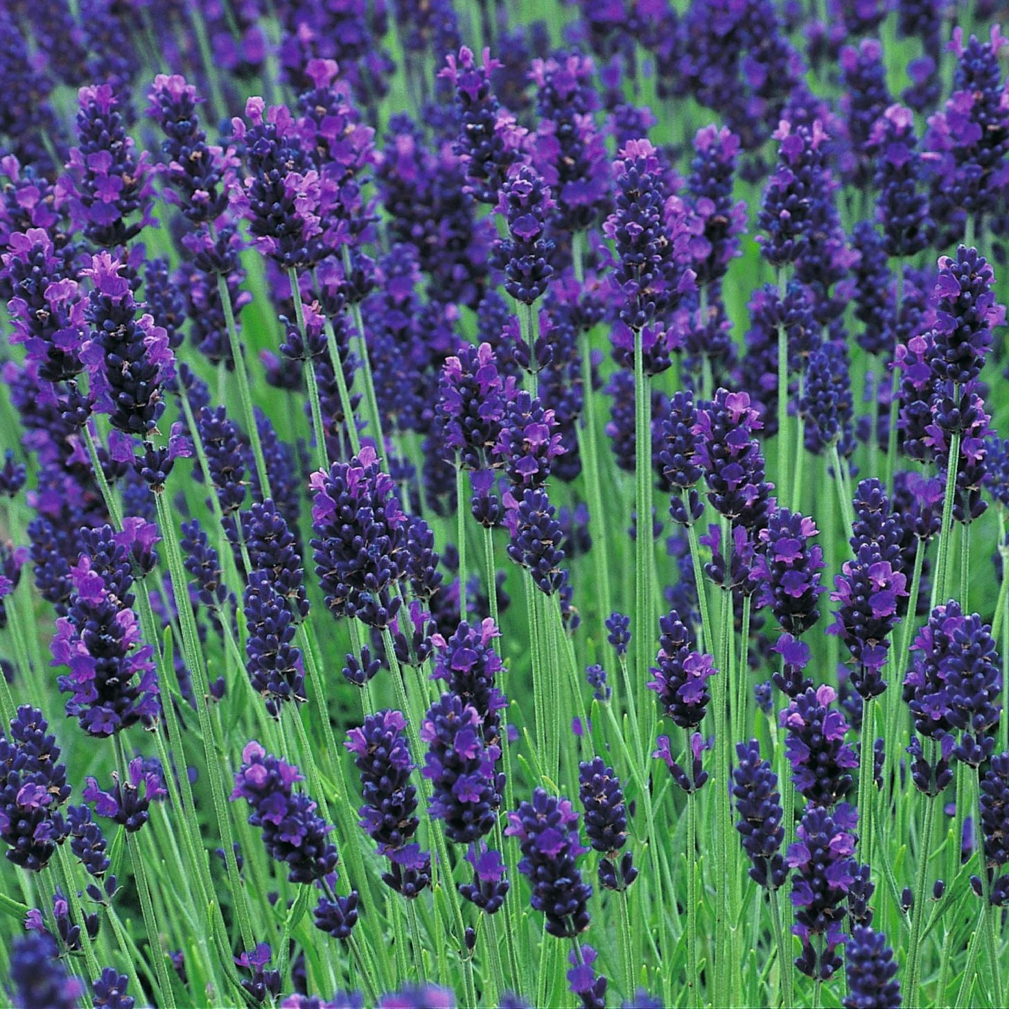 Lavendel 'Hidcote'- Lavandula ang. 'Hidcote'