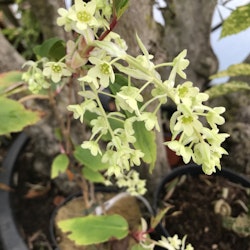 Vintergrön rips – Ribes laurifolium