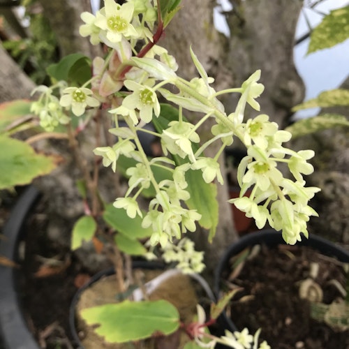 Vintergrön rips – Ribes laurifolium