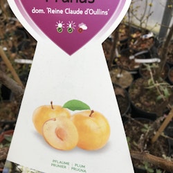 Plommon 'Reine Claude d'Oullins' -Prunus domestica  'Reine Claude d'Oullins'